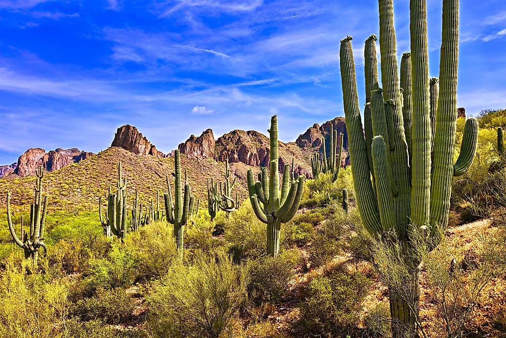 Saguaro cacti in the Arizona desert
