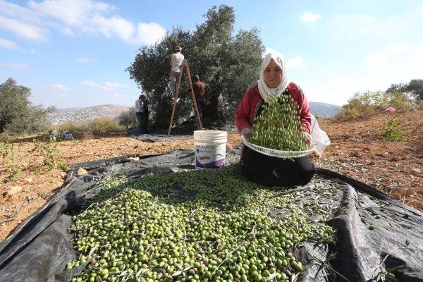 Palestinian farmers harvest olives in the West Bank. (File photo)