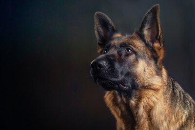 a German Shepherd dog