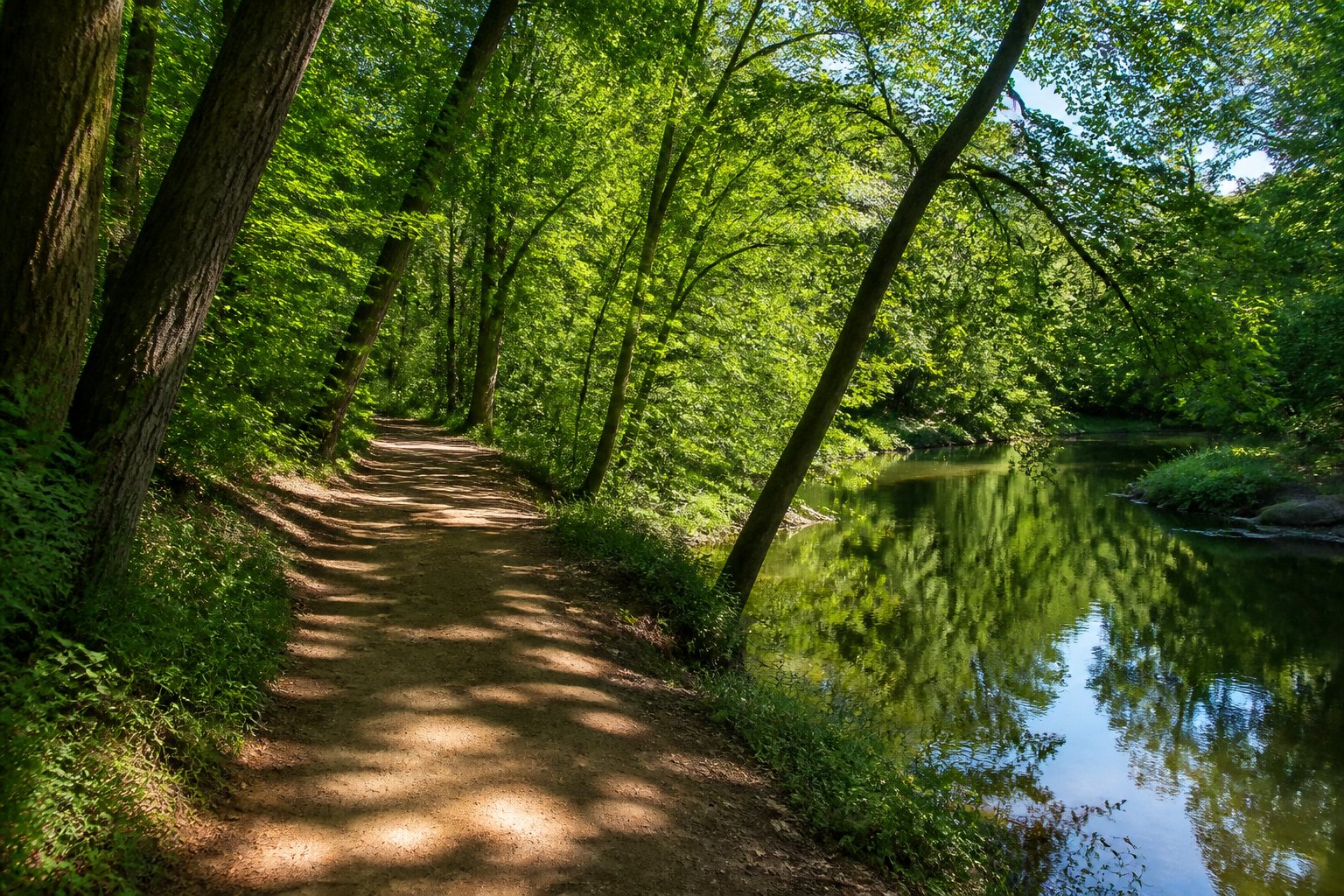 a wooded river trail