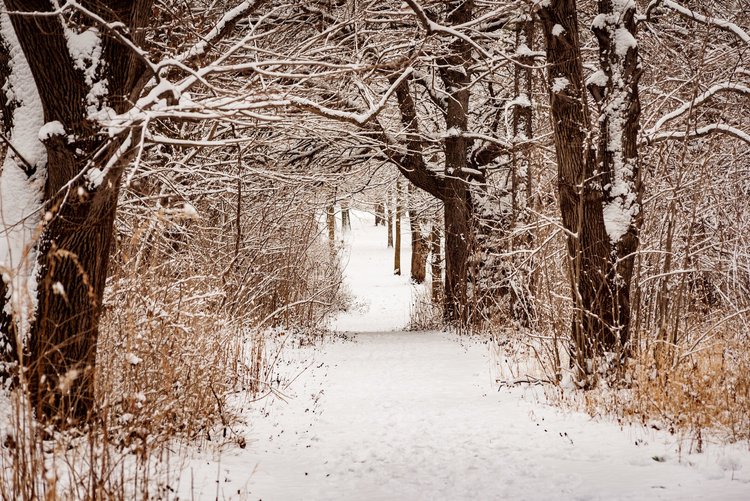 Snow-covered trail through a winter park